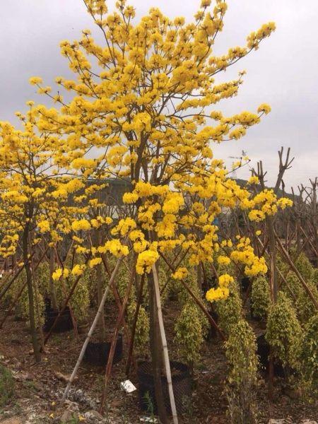 四川黄花风铃木树苗
